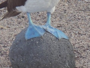 Blue Boobies på Galapagos