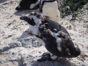 Pingvin utanför Kapstaden ömsande skinn