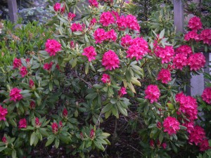 Rhododendron i full juniskrud